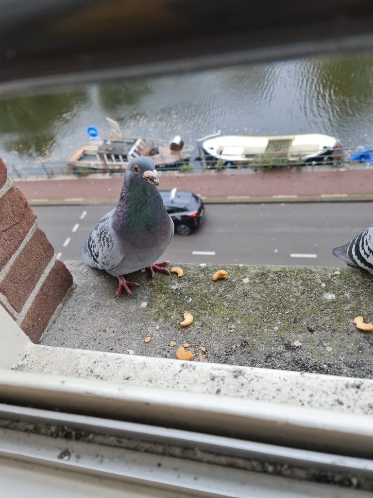 Sover Travel - A pigeon perched on a windowsill with scattered cashews, overlooking a street with a black car and a river with a boat in the background.