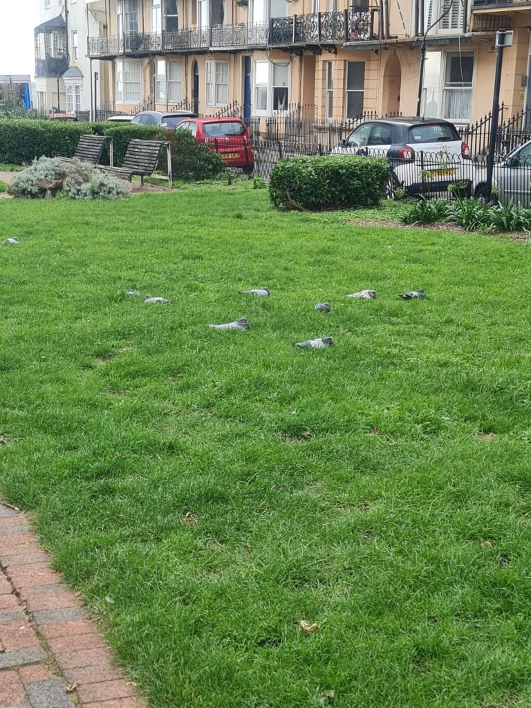 Sover Travel - A grassy park area with several pigeons scattered across the lawn. In the background, there are parked cars and a row of buildings with balconies. A fence lines the edge of the park.