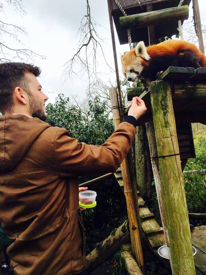 Sover Travel - A man in a brown jacket is feeding a red panda perched on a wooden structure. The man holds a small container while offering food with his other hand. The background features trees and cloudy skies.
