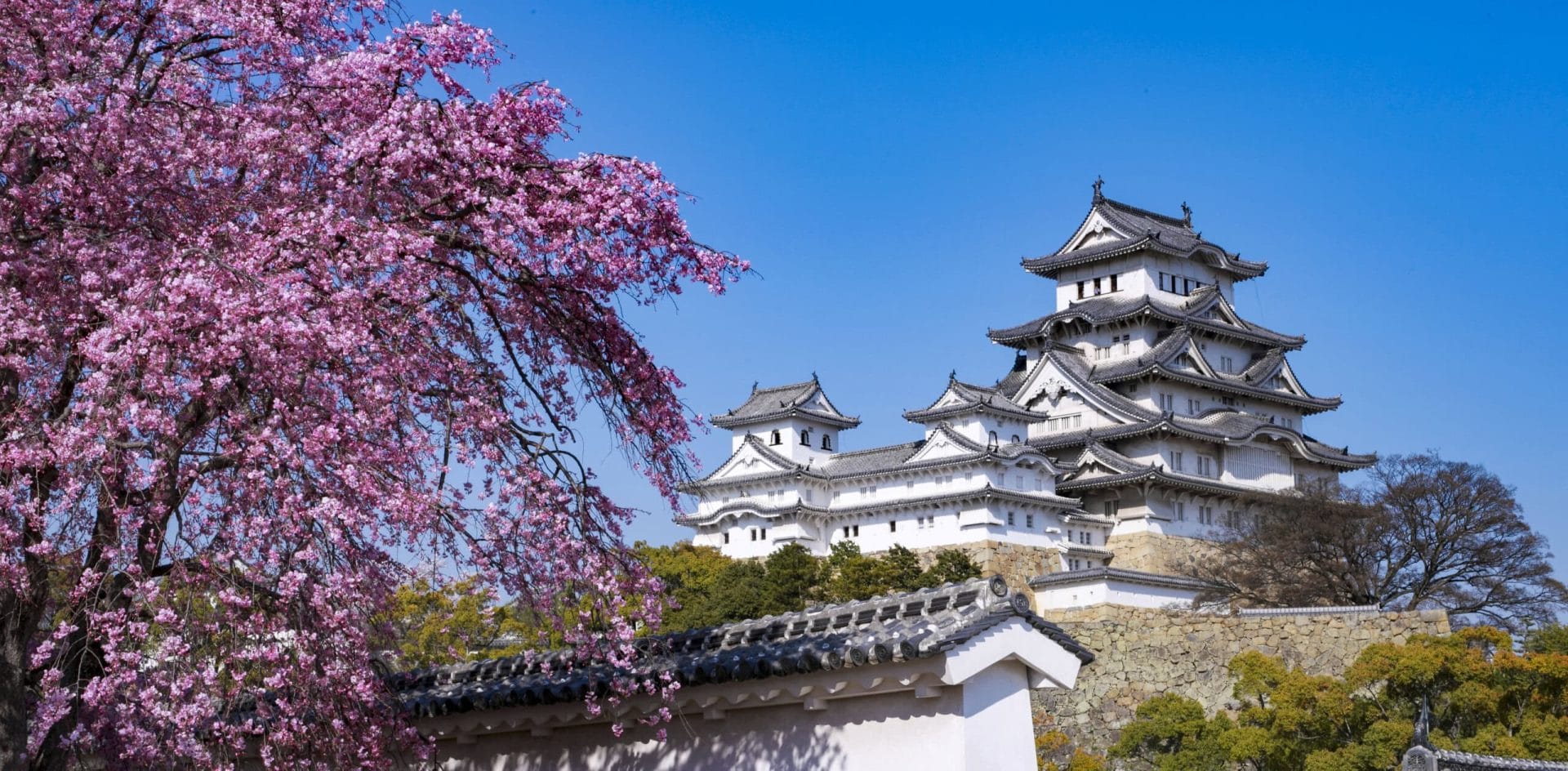 sober-cherry-blossom-tours-in-japan-mindful-hanami-tea-ceremonies-wellness-travel-guide