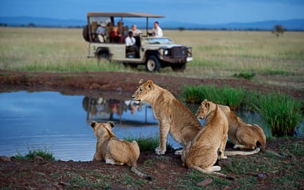 sober-fall-safari-in-south-africa-mindful-wildlife-adventures-for-a-memorable-getaway