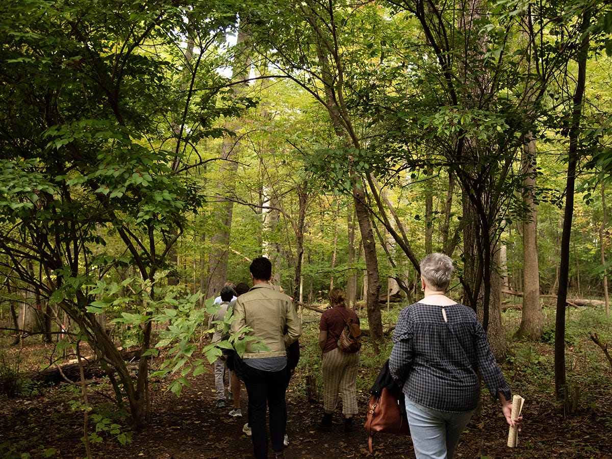 discover-new-forest-sober-your-ultimate-guide-to-forest-bathing-and-nature-wellness