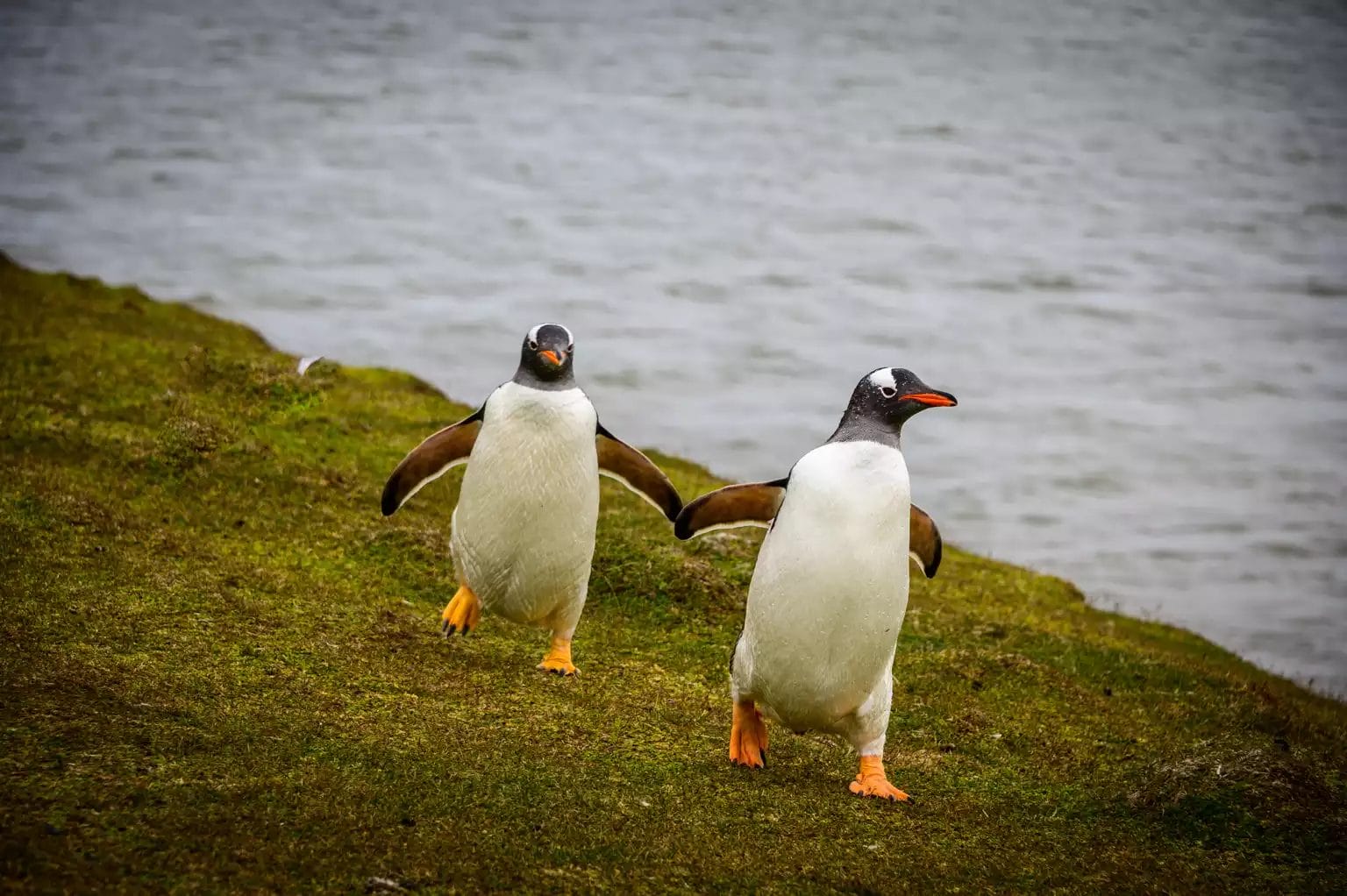 discover-the-ultimate-sober-city-guide-stanley-falkland-islands-for-unforgettable-adventures