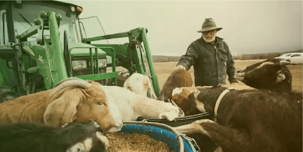 is-your-feed-ready-for-dry-season-essential-tips-for-farmers-and-livestock-owners